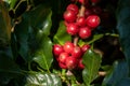 Fresh organic red raw and ripe coffee cherry beans on tree close up. Royalty Free Stock Photo