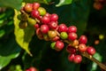 Fresh organic red raw and ripe coffee cherry beans on tree close up, agriculture plantation in North of Thailand. Royalty Free Stock Photo