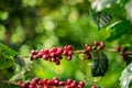 Fresh organic red raw and ripe coffee cherry beans on tree. Royalty Free Stock Photo