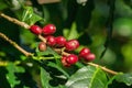 Fresh organic red raw and ripe coffee cherry beans on tree. Royalty Free Stock Photo