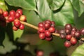 Fresh organic red raw and ripe coffee cherry beans on tree. Royalty Free Stock Photo