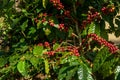 Fresh organic red raw and ripe coffee cherry beans on tree. Royalty Free Stock Photo