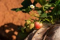 Fresh organic red raw and ripe strawberry fruit plant close up. Royalty Free Stock Photo