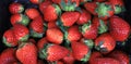 Fresh organic red strawberries as background. Strawberry pattern Royalty Free Stock Photo