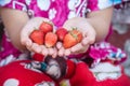 Fresh organic red strawberry fruit in asian girl hand background Royalty Free Stock Photo