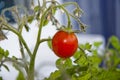 Fresh organic red tomato plant ripening on vegetable patch Royalty Free Stock Photo