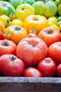 Fresh organic red, yellow and green tomatoes rainbow background Royalty Free Stock Photo