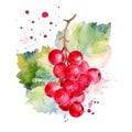 Fresh Organic Redcurrant Berry Square Background.