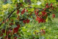 Fresh organic redcurrant bush growing in garden. Royalty Free Stock Photo