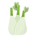 Fresh organic ripe fennel, healthy food