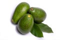 Fresh organic ripe green Fuerte avocado with leaves, copy space