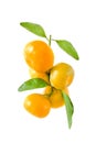 Fresh organic Ripe mandarin with leaves
