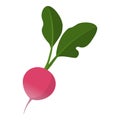 Fresh organic ripe radish isolated