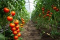 Fresh organic ripe tomatoes branch growing in greenhouse