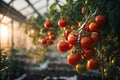 Fresh organic ripe tomatoes branch growing in greenhouse. ai generative
