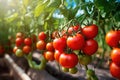 Fresh organic ripe tomatoes branch growing in greenhouse, digital ai