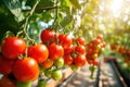 Fresh organic ripe tomatoes branch growing in greenhouse