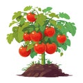 Fresh organic ripe tomatoes tree Royalty Free Stock Photo