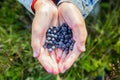 Fresh organic ripe wild blueberries in human hands. Healthy antioxidant food Royalty Free Stock Photo