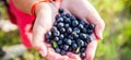 Fresh organic ripe wild blueberries in human hands. Healthy antioxidant food Royalty Free Stock Photo