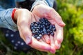 Fresh organic ripe wild blueberries in human hands. Healthy antioxidant food Royalty Free Stock Photo