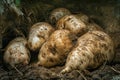 Fresh Organic Root Vegetables Harvest Close up View of Earthy Unwashed Sweet Potatoes in Natural Farm Environment
