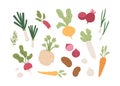 Fresh organic root vegetables. Set of healthy farm food. Carrot, onion, radish, daikon, garlic, beet and potato tubers