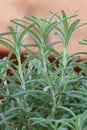 Fresh organic rosemary plant.A culinary spice.