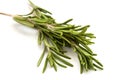 Fresh organic rosemary on white