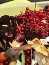 Fresh organic rubbish with currants in a small plastic bucket Royalty Free Stock Photo