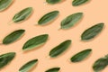 Fresh, organic sage leafs over beige background