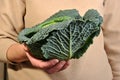 Fresh organic savoy cabbage