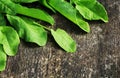 Fresh organic sorrel leaves ion wooden table Royalty Free Stock Photo