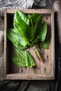 Fresh organic sorrel leaves in wooden box Royalty Free Stock Photo
