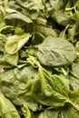 Fresh organic spinach Royalty Free Stock Photo