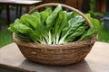 Fresh organic spinach harvest in traditional wicker basket Royalty Free Stock Photo