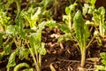 Fresh organic spinach leaves Royalty Free Stock Photo