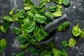 Fresh organic spinach leaves in marble pestle ready for pesto making Royalty Free Stock Photo