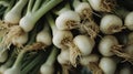 Fresh Organic Spring Onions at Farmer's Market Royalty Free Stock Photo