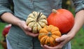 Female hands holding Beautiful squash close up photo. Decorative gourd on a table. Autumn harvest.