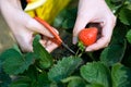 Fresh organic strawberries Royalty Free Stock Photo