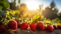 Fresh organic strawberries in colorful greenhouses during golden hour sony a1 wide angle lens