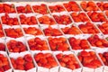 Fresh organic strawberries on farmer market Royalty Free Stock Photo