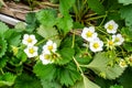 Fresh organic strawberries flower Royalty Free Stock Photo