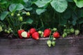 Fresh Organic Strawberries Growing in a Raised Bed Royalty Free Stock Photo