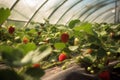 Fresh organic strawberries grown in a greenhouse. Generative AI