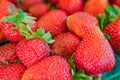 Fresh Organic Strawberries Royalty Free Stock Photo