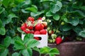 Fresh Organic Strawberries in a Wooden Box by a Raised Bed Royalty Free Stock Photo