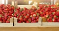 Fresh organic strawberries in wooden crates Royalty Free Stock Photo