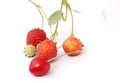 Fresh organic strawberry and one red cherry Royalty Free Stock Photo